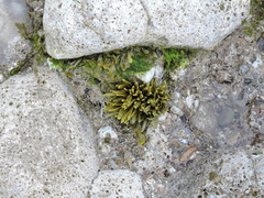 Pelvetiopsis limitata