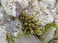 Pelvetiopsis limitata