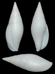 Nebularia petrosa