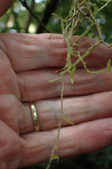 Weymouthia cochlearifolia