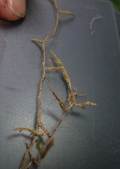 Weymouthia cochlearifolia