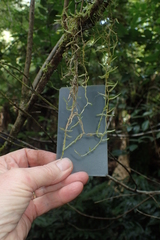 Weymouthia cochlearifolia