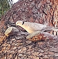 Streptopelia decaocto