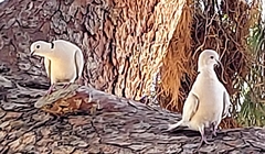 Streptopelia decaocto