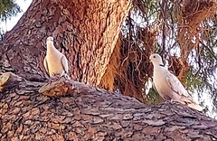 Streptopelia decaocto