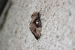 Lophostethus dumolinii