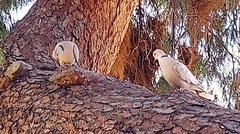 Streptopelia decaocto