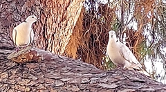 Streptopelia decaocto