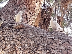Streptopelia decaocto