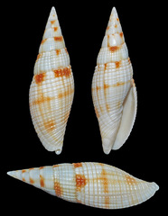 Nebularia pyramis