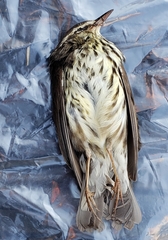 Parkesia noveboracensis