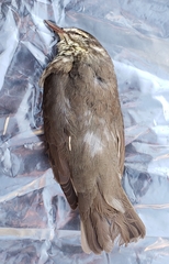 Parkesia noveboracensis