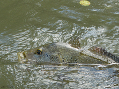 Cichla ocellaris