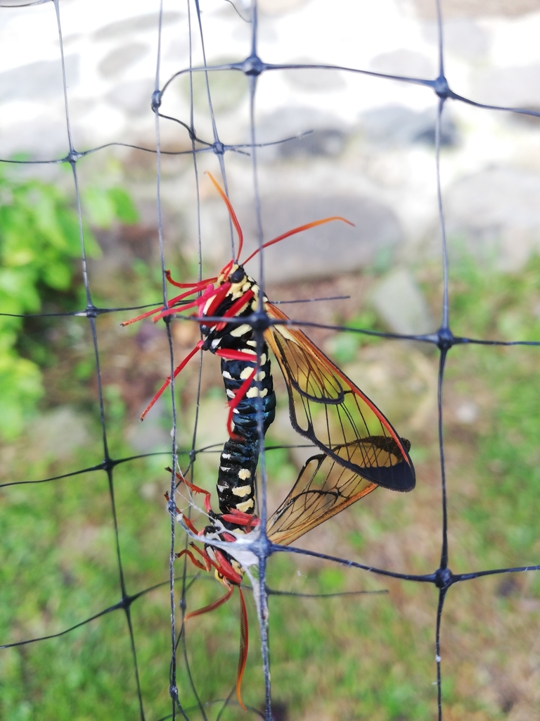 Isanthrene crabroniformis