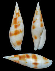 Nebularia ustulata