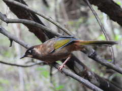 Trochalopteron affine