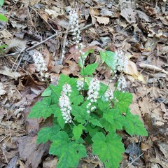 Tiarella nautila