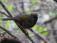 Trochalopteron elliotii