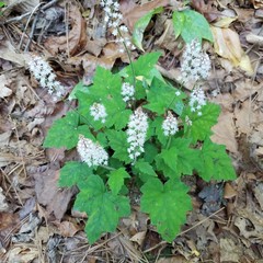 Tiarella nautila