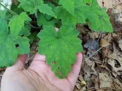 Tiarella nautila