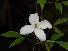 Clematis montana