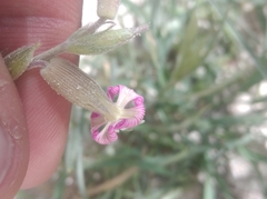 Silene subconica