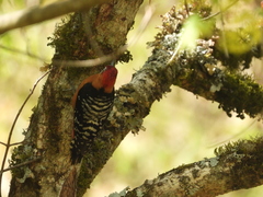 Dendrocopos hyperythrus