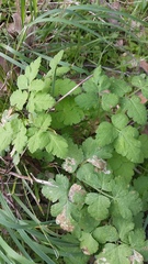 Osmorhiza brachypoda
