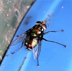 Rutilia quadripunctata