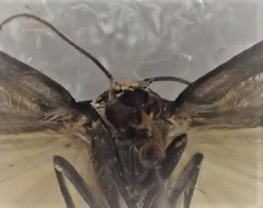 Thallarcha eremicola