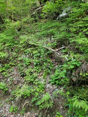 Tiarella nautila