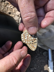 Speyeria callippe comstocki
