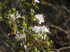Rhododendron yunnanense