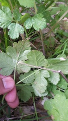 Osmorhiza brachypoda