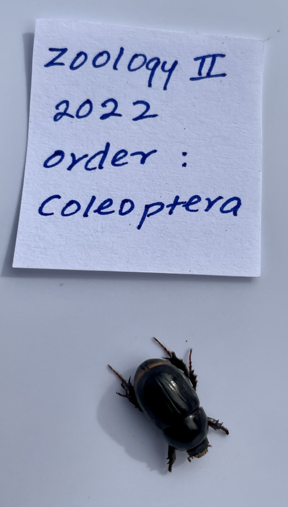 Black Beetles From Torrens Riverside Adelaide SA On April 15 2022 By   Large 