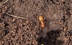 Lasius claviger