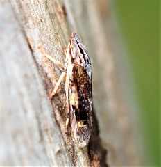 Stenocotis depressa