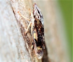 Stenocotis depressa