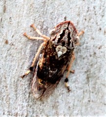 Stenocotis depressa