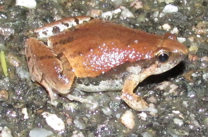 Mymensingh Narrow-Mouthed Frog
