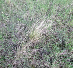 Stipa tirsa