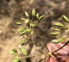 Perideridia californica