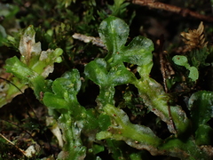 Pallavicinia