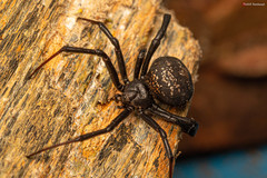Latrodectus indistinctus