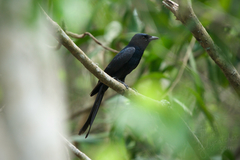 Dicrurus macrocercus thai