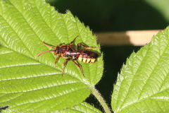 Nomada lathburiana