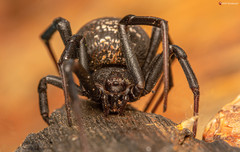 Latrodectus indistinctus