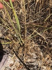 Perideridia californica