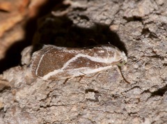 Ponometia alata