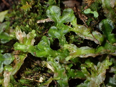 Pallavicinia